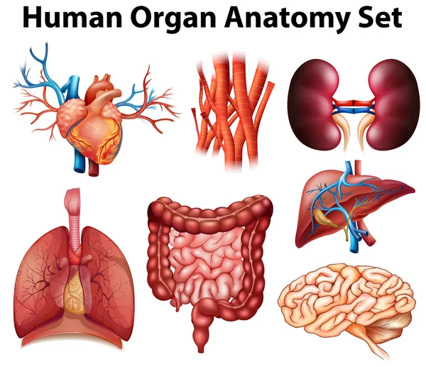 Anatomia — Vettoriale Stock