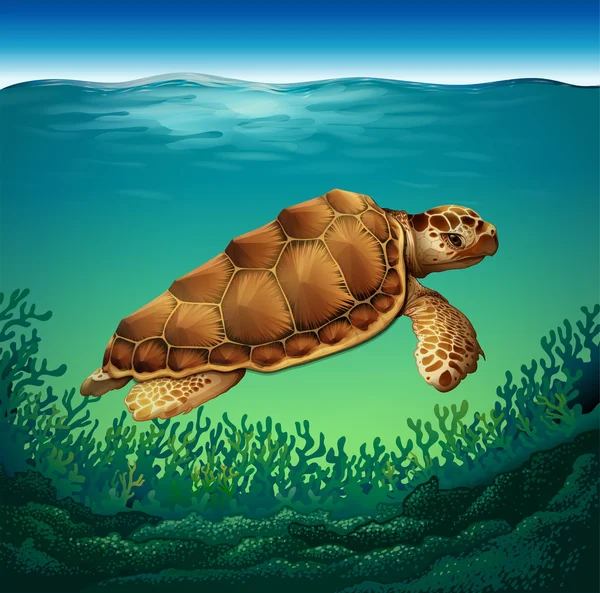 Turtle — Stock Vector