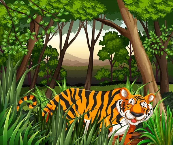 Tygrys — Wektor stockowy