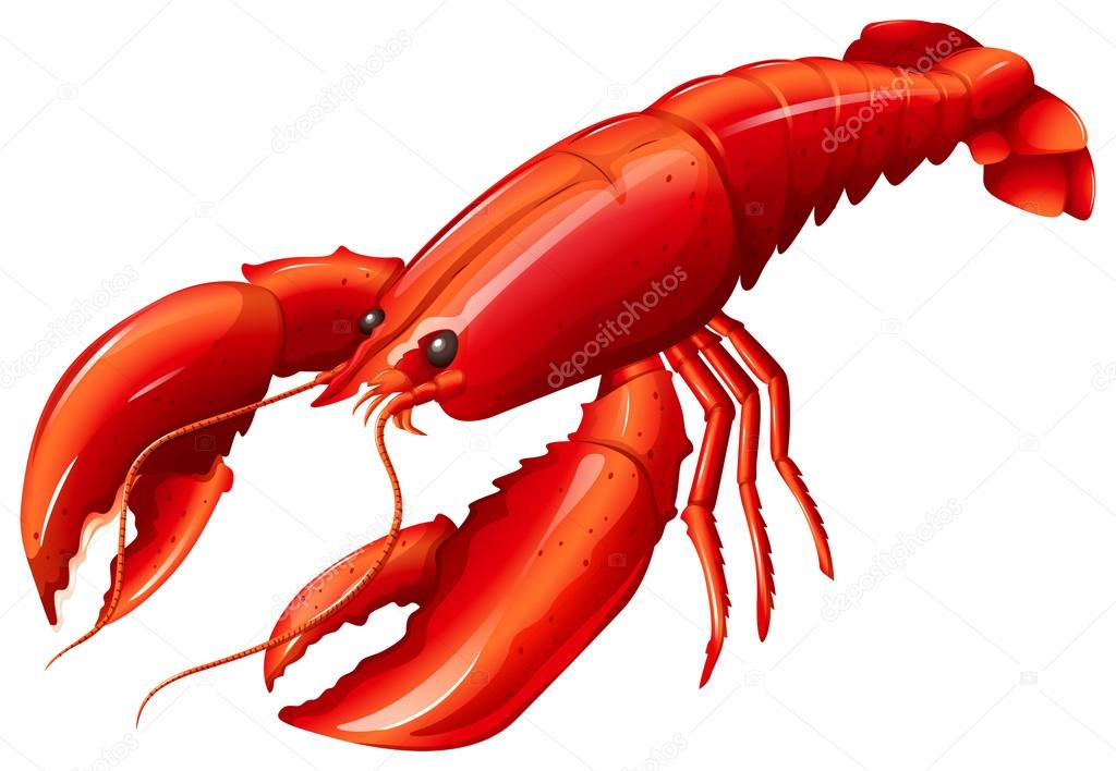 Lobster