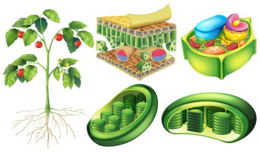P	lant cell