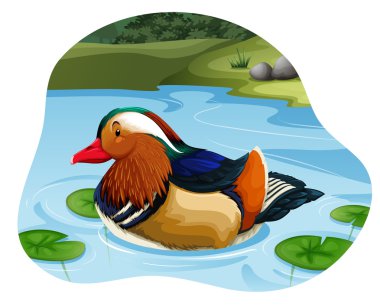 Mandarin ördeği