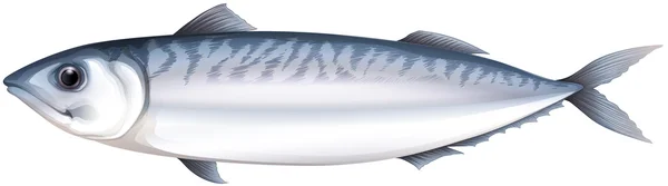 Mackeral — Stock Vector