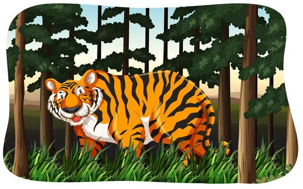 Tiger — Stock Vector