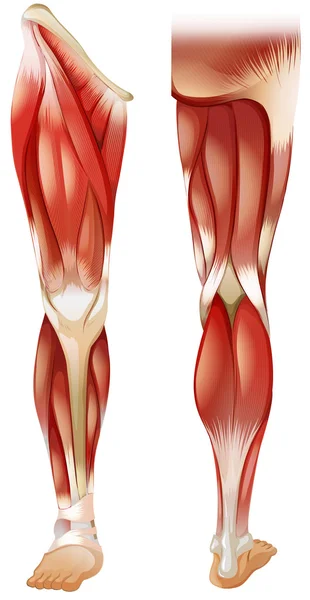 Músculo de la pierna — Vector de stock