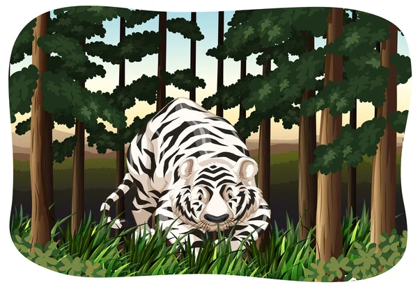 White tiger — Stock Vector