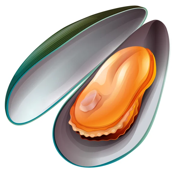 Mussel — Stock Vector