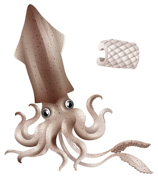 Calamars — Image vectorielle