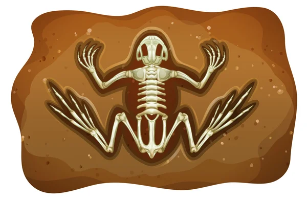 Fosil Fosil — Image vectorielle
