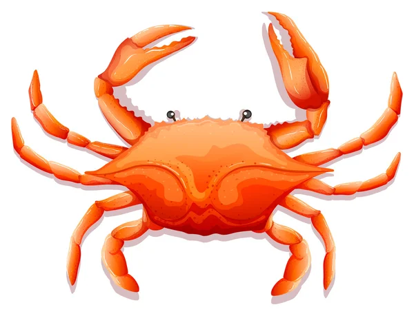 Crabe frais — Image vectorielle