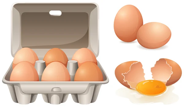 Fresh eggs — Stock Vector