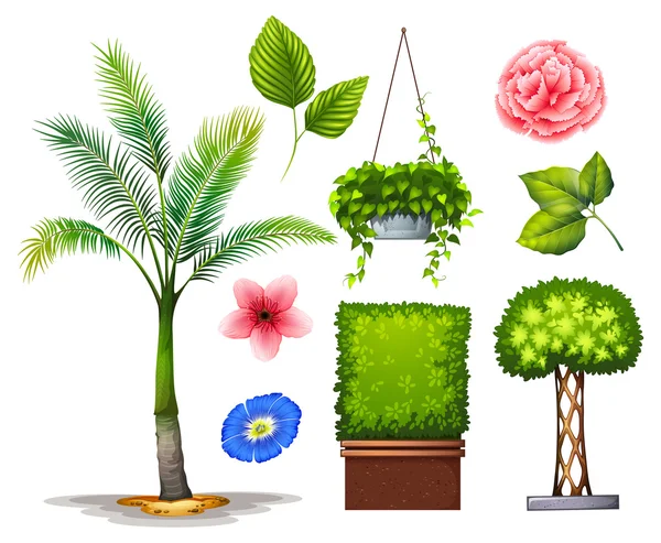 Plantas — Vector de stock