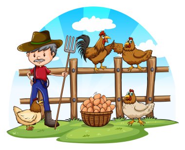 Yumurta tavuk çiftçi