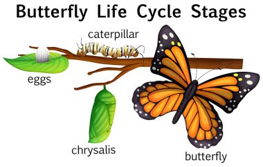 Kelebek yaşam döngüsü aşamaları