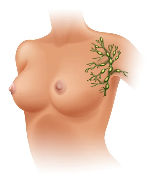 女性腋窝淋巴结 — 图库矢量图片