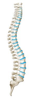 Spine diagram showing back pain clipart