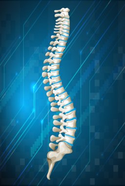 Human spine diagram on blue clipart