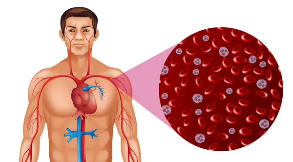 Circolazione del sangue nell'uomo — Vettoriale Stock