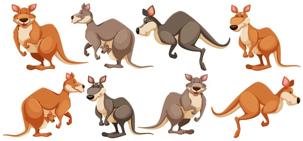 Kangaroo in verschillende poses — Stockvector