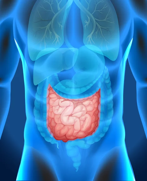 Small intestine in menselijk lichaam — Stockvector