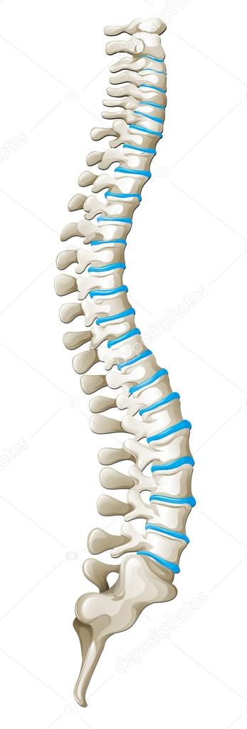 Spine diagram showing back pain