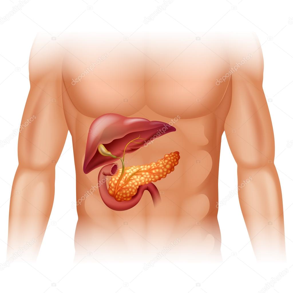 Pancreas cancer diagram in detail