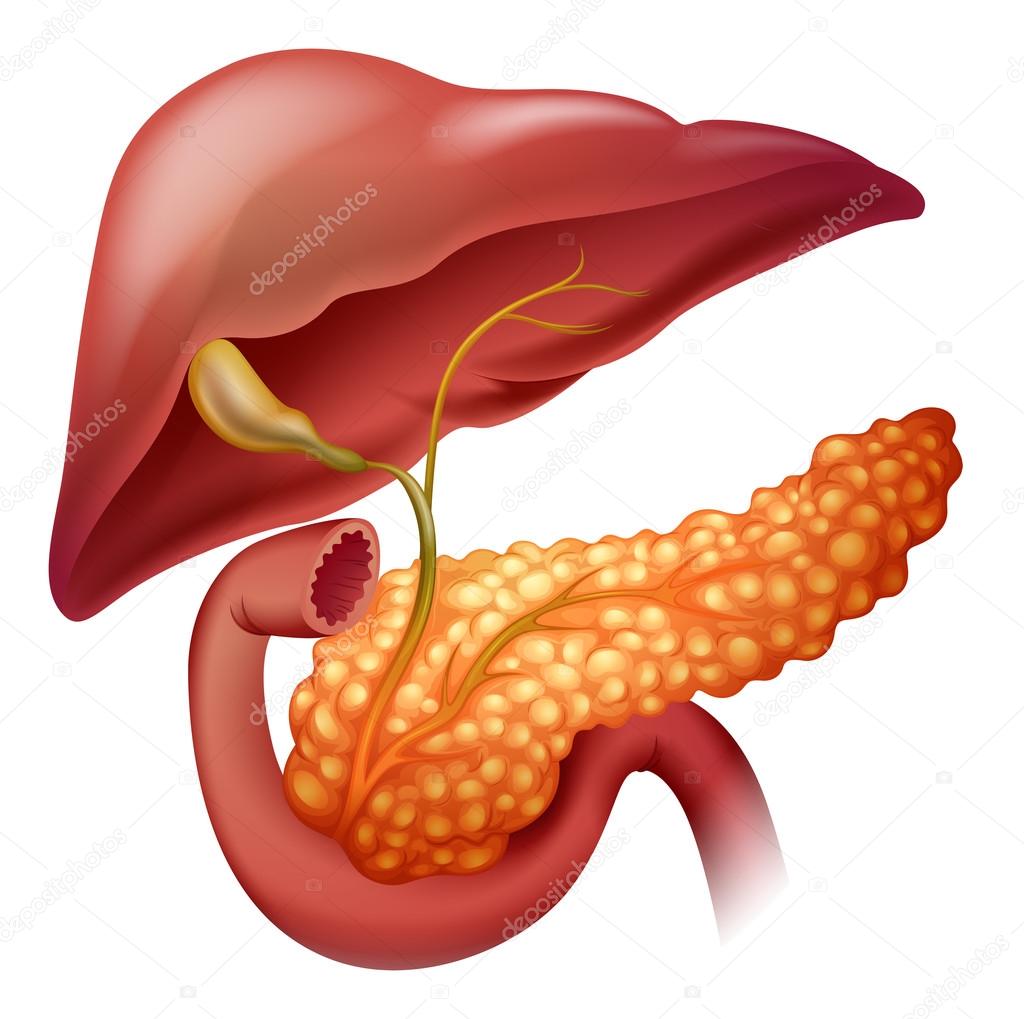 Pancreas cancer diagram in detail