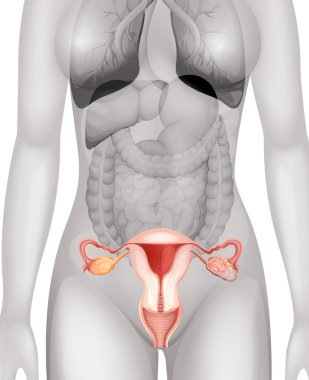 İnsan vücudunda kadın üreme organları