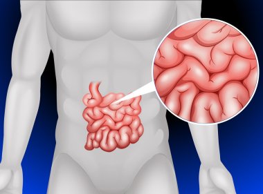 Small intestine in detail clipart