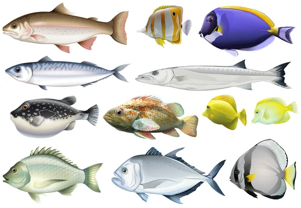 Diferentes tipos de peces oceánicos — Vector de stock