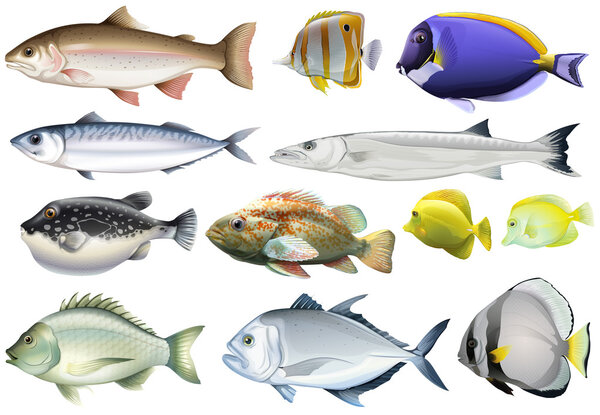 Different kind of ocean fish