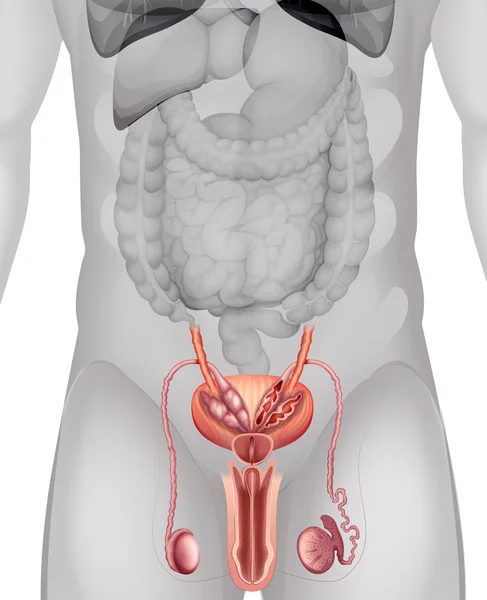 Mannelijke genitaliën diagram in detail — Stockvector