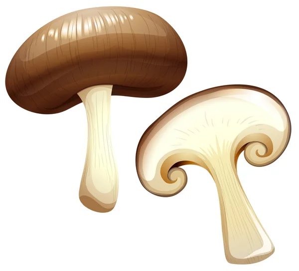 Deux morceaux de champignon — Image vectorielle