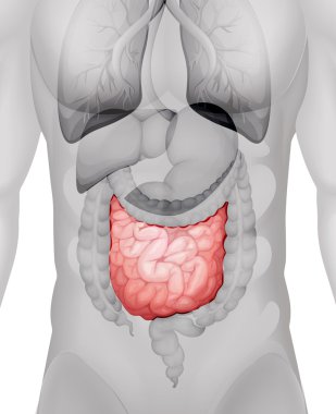 Small intestine diagram in human