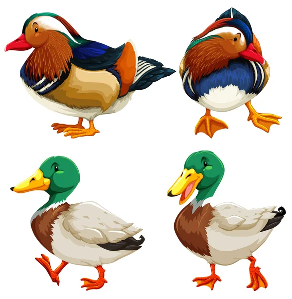 Különböző típusú ducks — Stock Vector