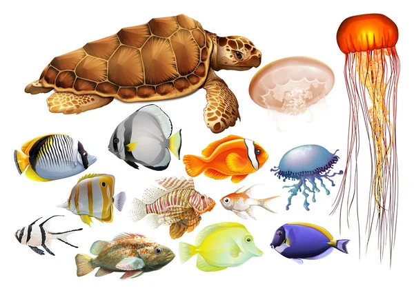 Different kind of sea animals — Stock Vector