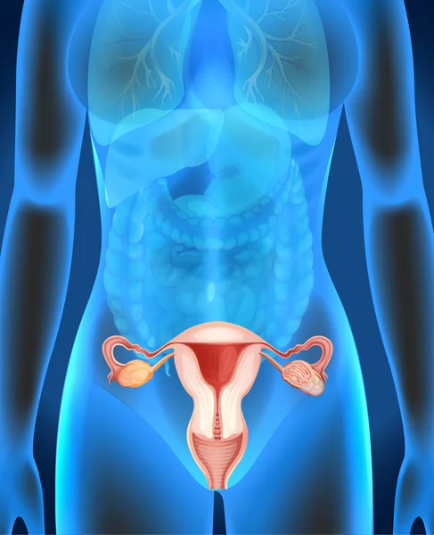 Diagrama de genitales femeninos en humanos — Archivo Imágenes Vectoriales