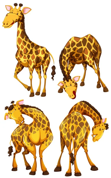 Girafe en quatre poses différentes — Image vectorielle