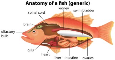 Anatomy of a fish clipart