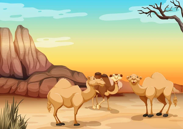 Camellos viviendo en el desierto — Vector de stock