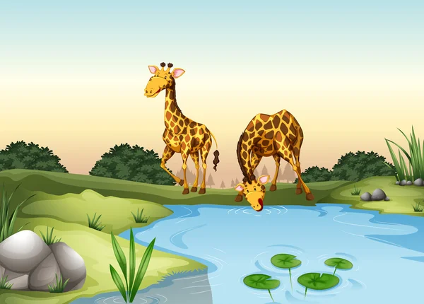 Giraffe drinking water at the pond — 스톡 벡터