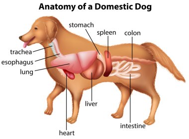Yerli köpek anatomisi