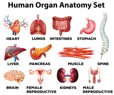 İnsan organ anatomi seti