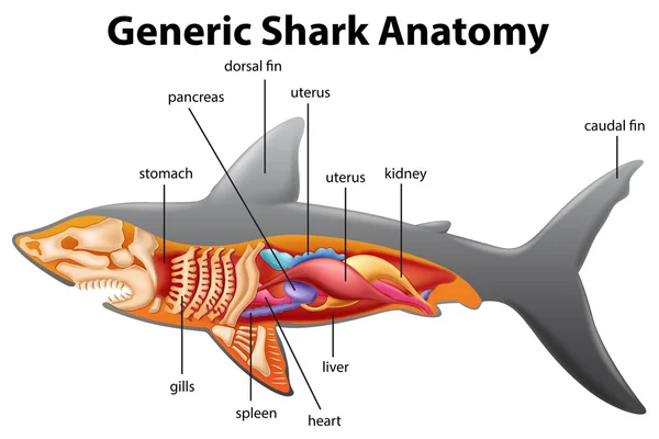 Általános cápa anatómia diagram — Stock Vector