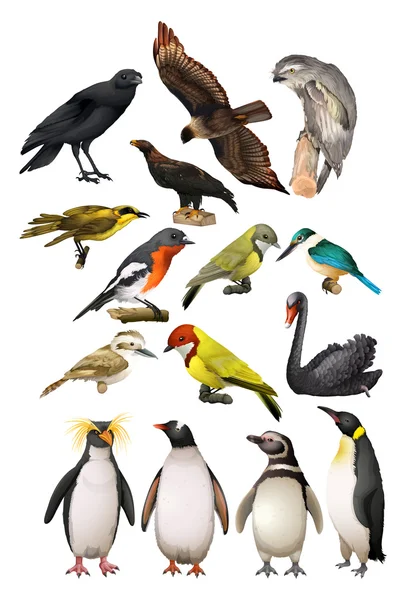 Différents types d'oiseaux — Image vectorielle