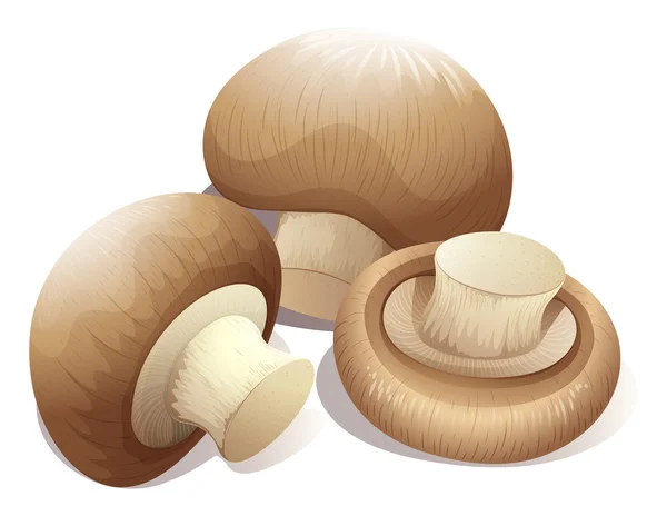 Fresh mushroom in three pieces — Stock Vector