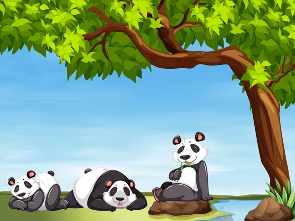 Pandas sitting under the tree — Stock Vector