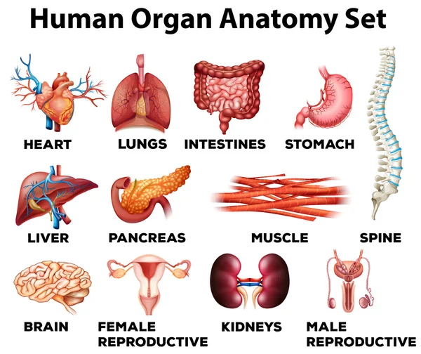 Conjunto de anatomía de órganos humanos — Vector de stock