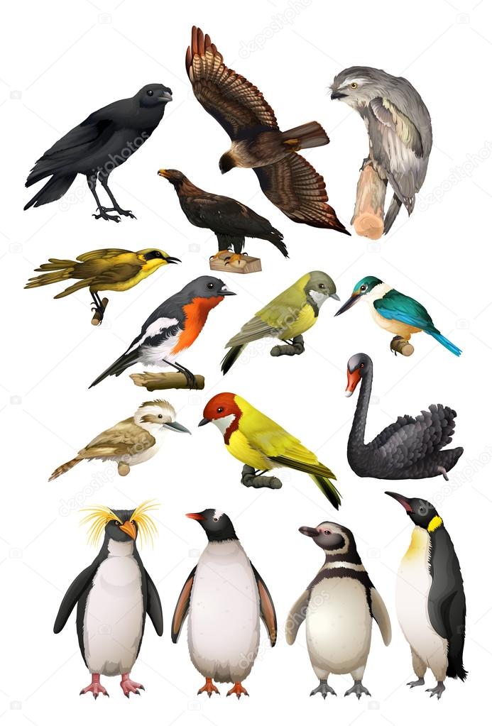 Different kind of birds