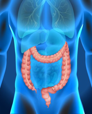 İnsan'ın kalın bağırsak Xray